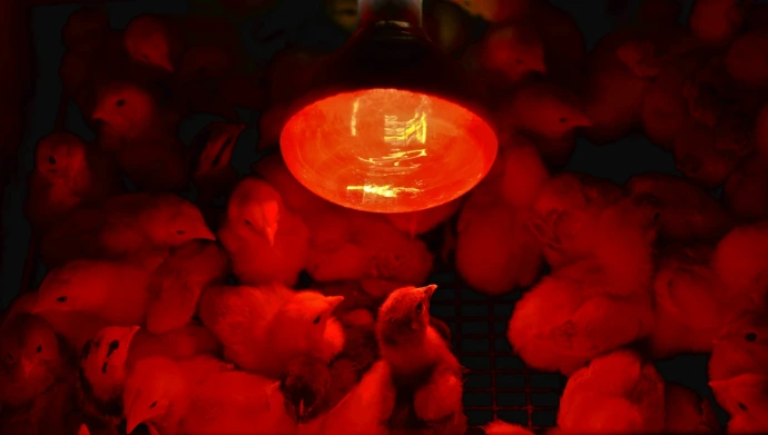 red round fruit with light